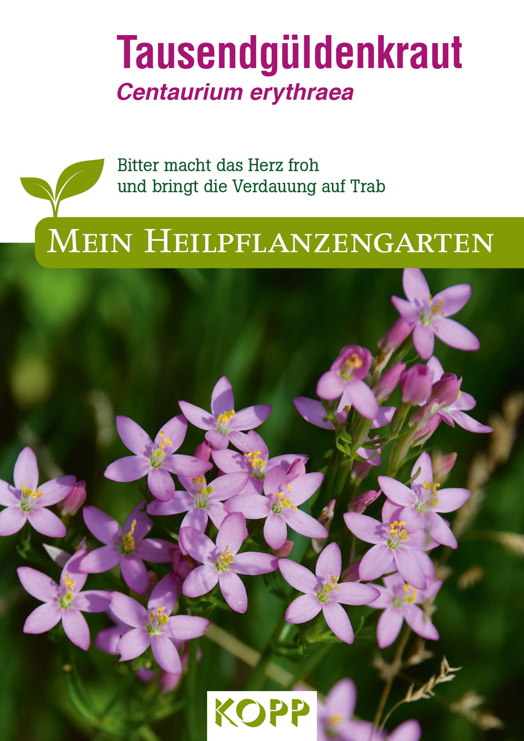 Tausendgldenkraut - Mein Heilpflanzengarten