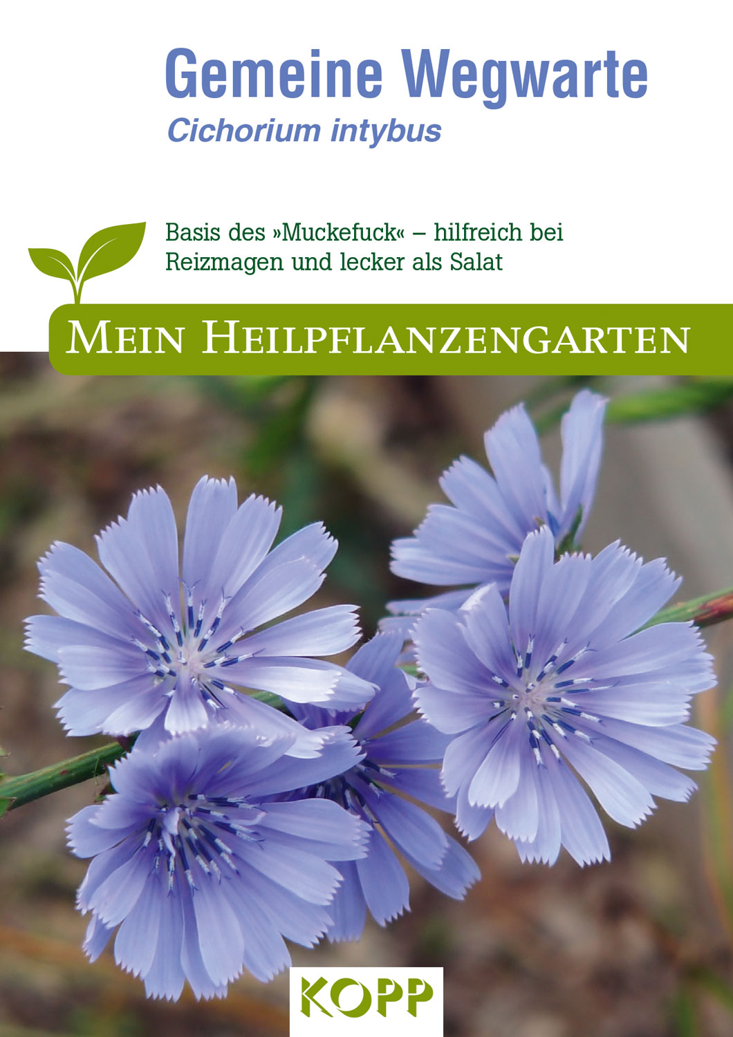 Gemeine Wegwarte - Mein Heilpflanzengarten