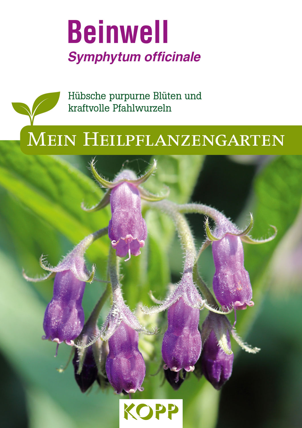 Beinwell - Mein Heilpflanzengarten