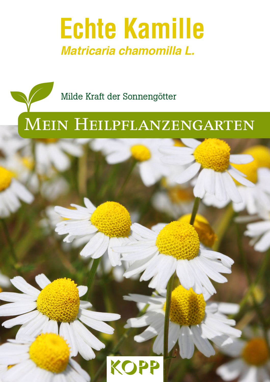 Echte Kamille - Mein Heilpflanzengarten