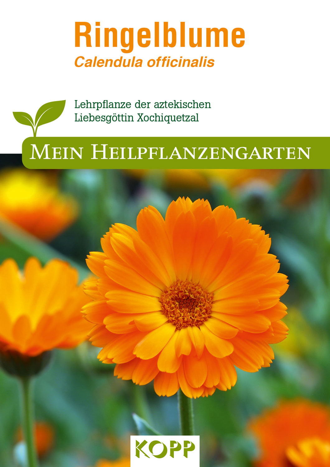 Ringelblume - Mein Heilpflanzengarten