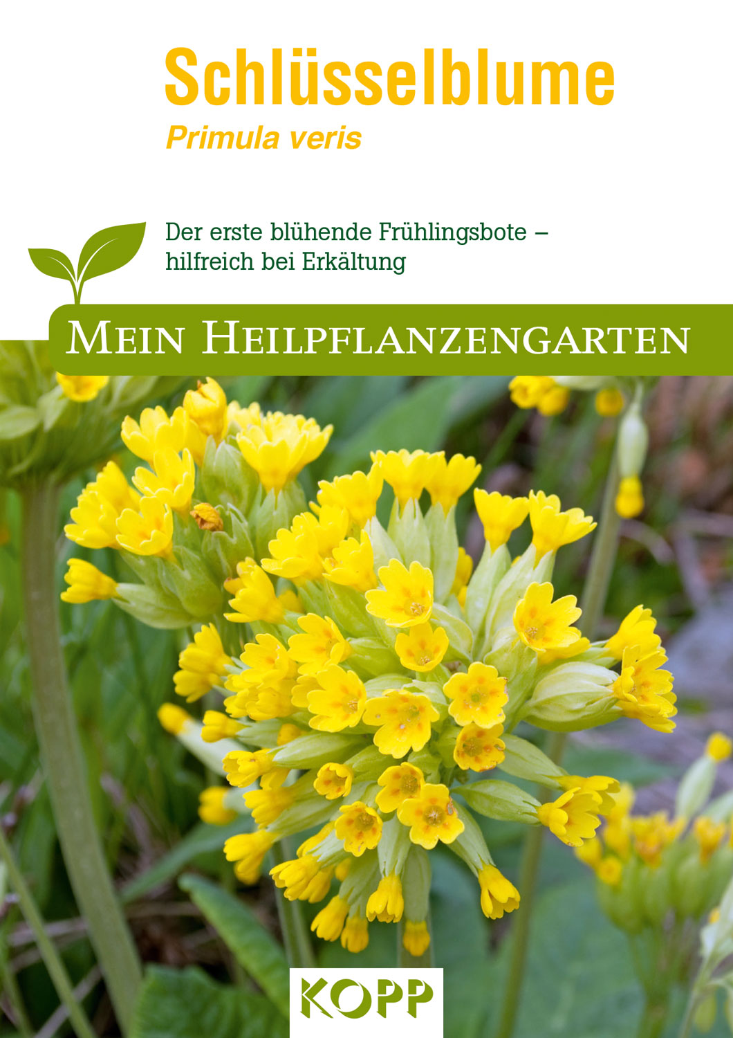 Schlsselblume - Mein Heilpflanzengarten