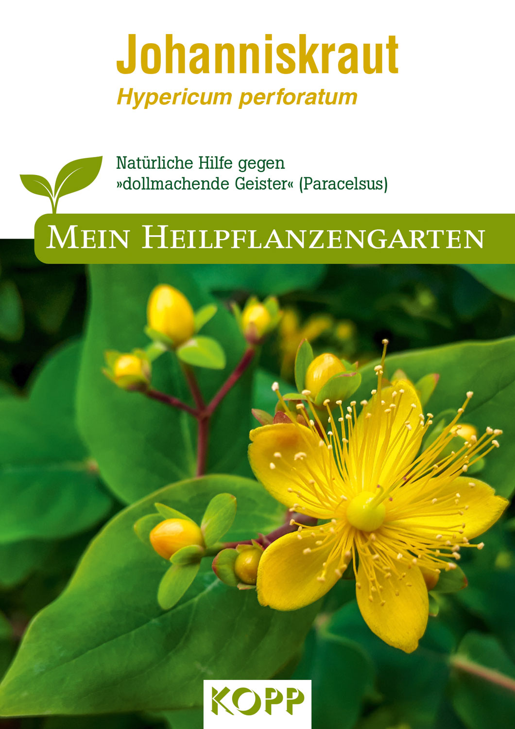 Johanniskraut - Mein Heilpflanzengarten