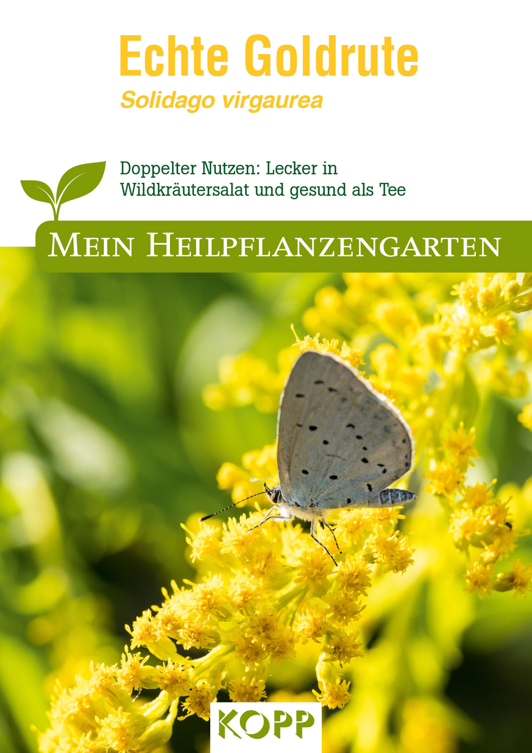 Echte Goldrute Mein Heilpflanzengarten Saatgut Haus & Garten Kopp