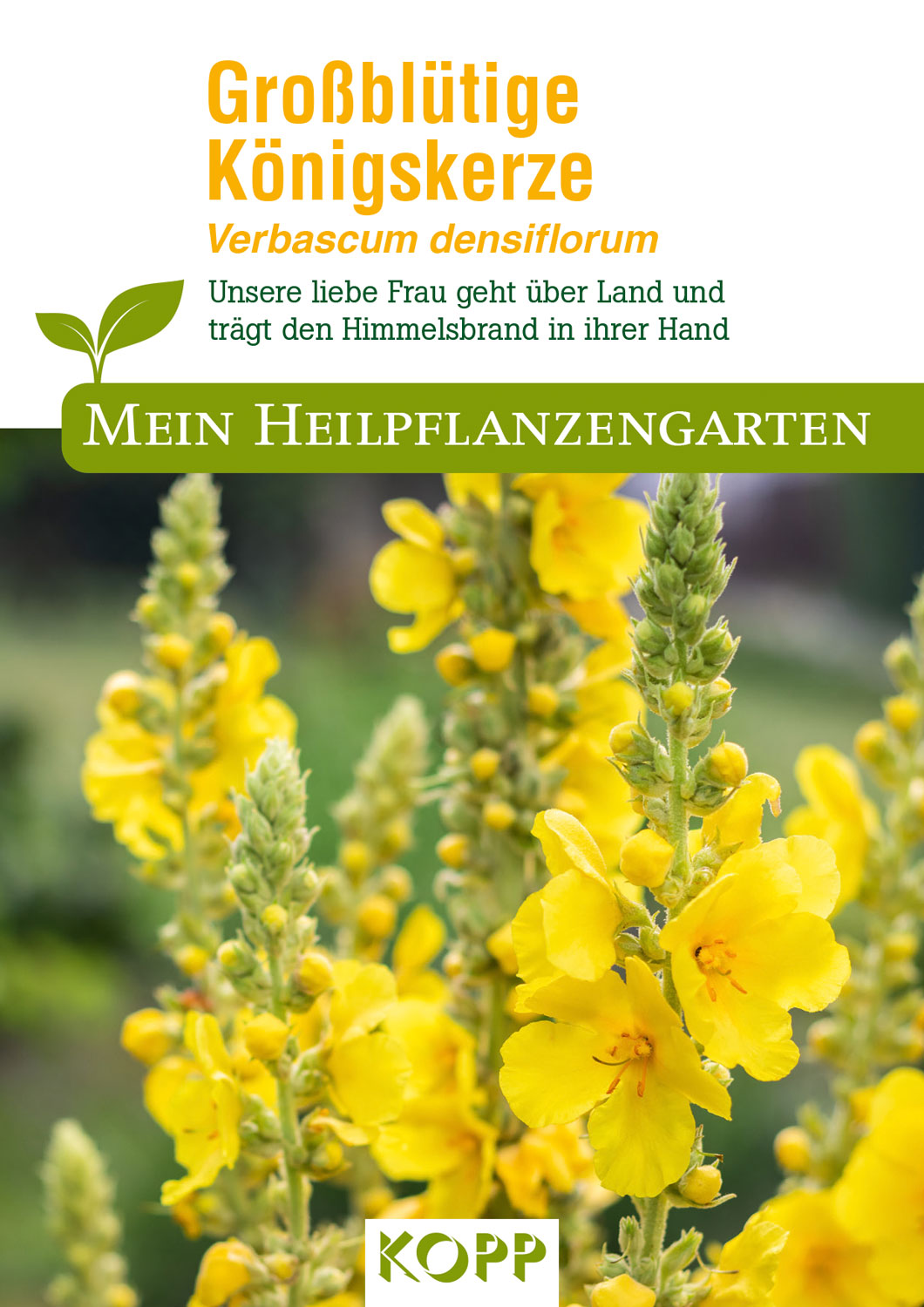 Grobltige Knigskerze - Mein Heilpflanzengarten