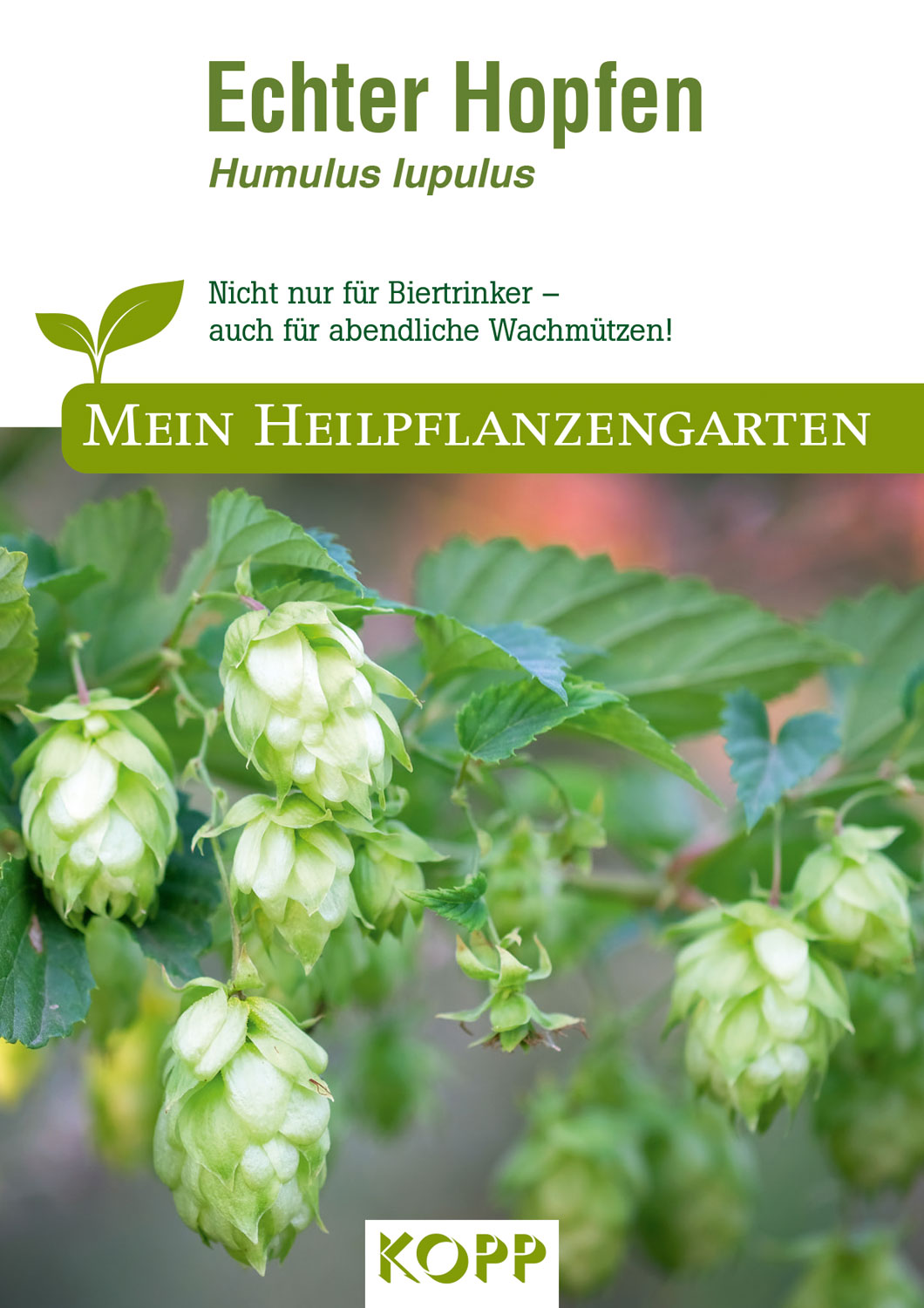 Echter Hopfen - Mein Heilpflanzengarten