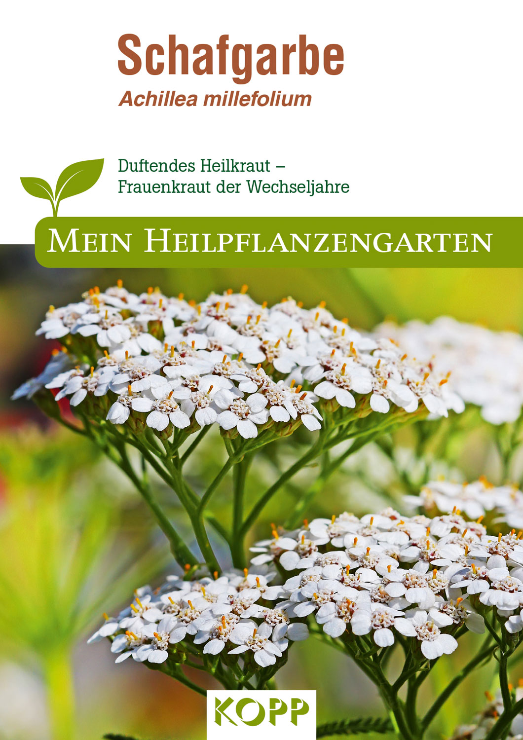 Schafgarbe - Mein Heilpflanzengarten