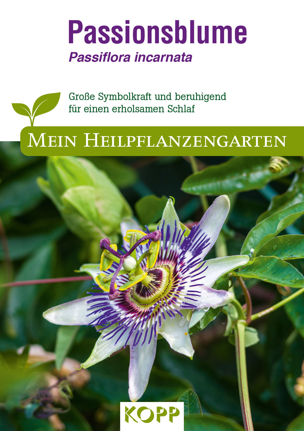 Passionsblume - Mein Heilpflanzengarten