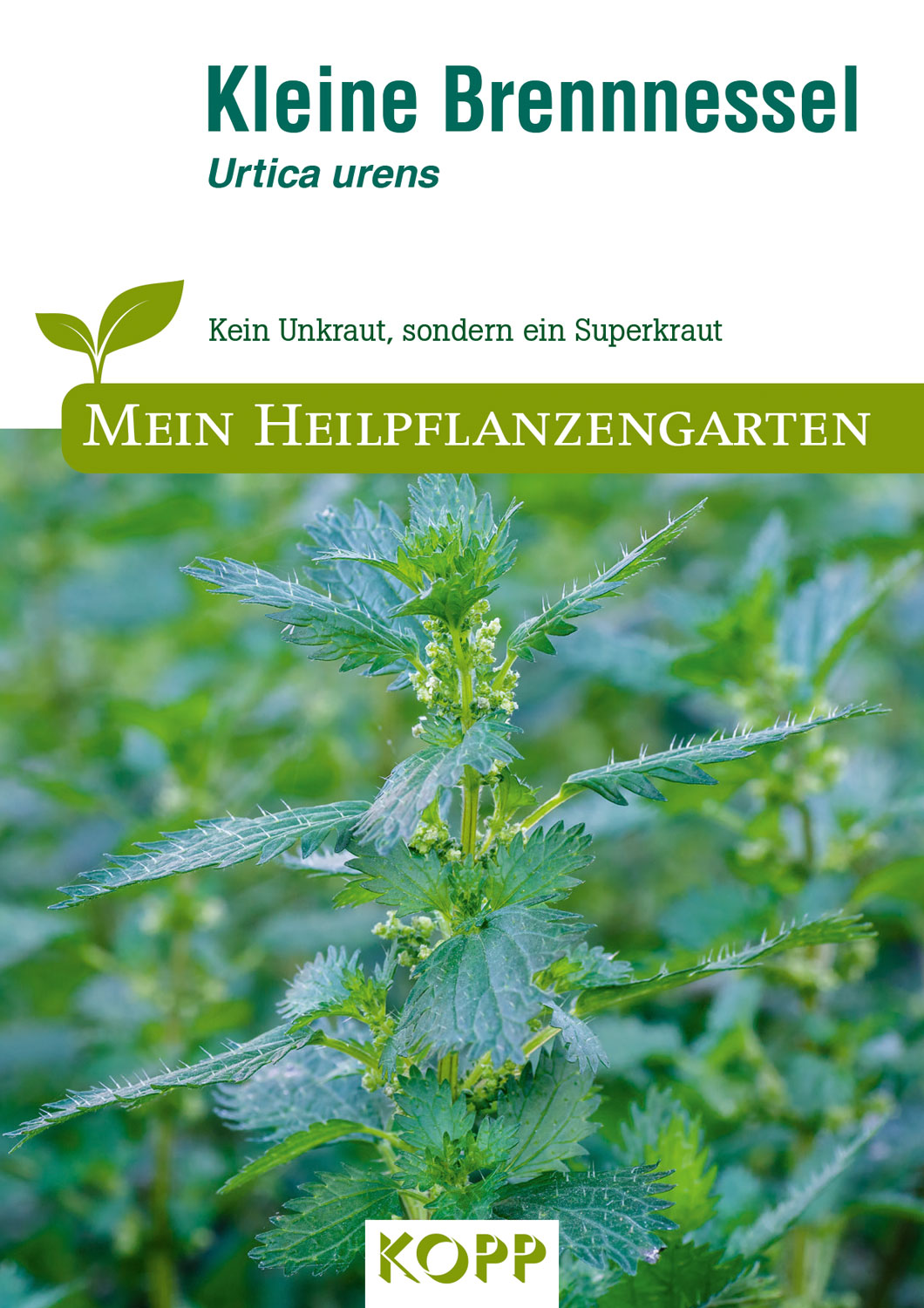 Kleine Brennnessel - Mein Heilpflanzengarten