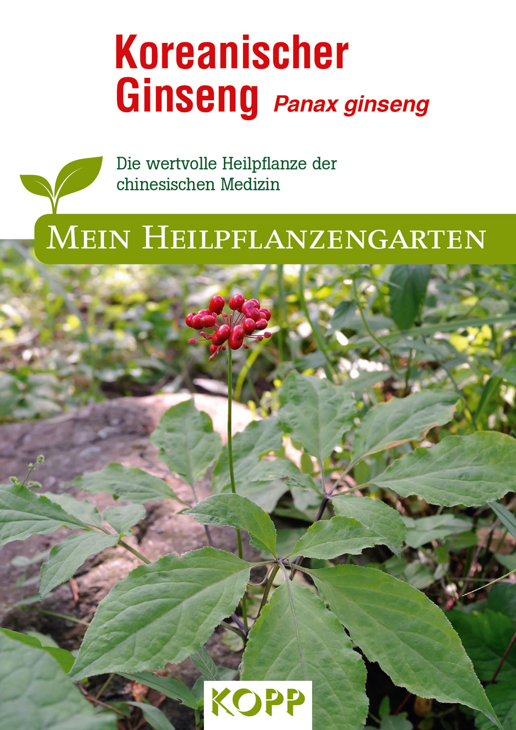 Koreanischer Ginseng - Mein Heilpflanzengarten