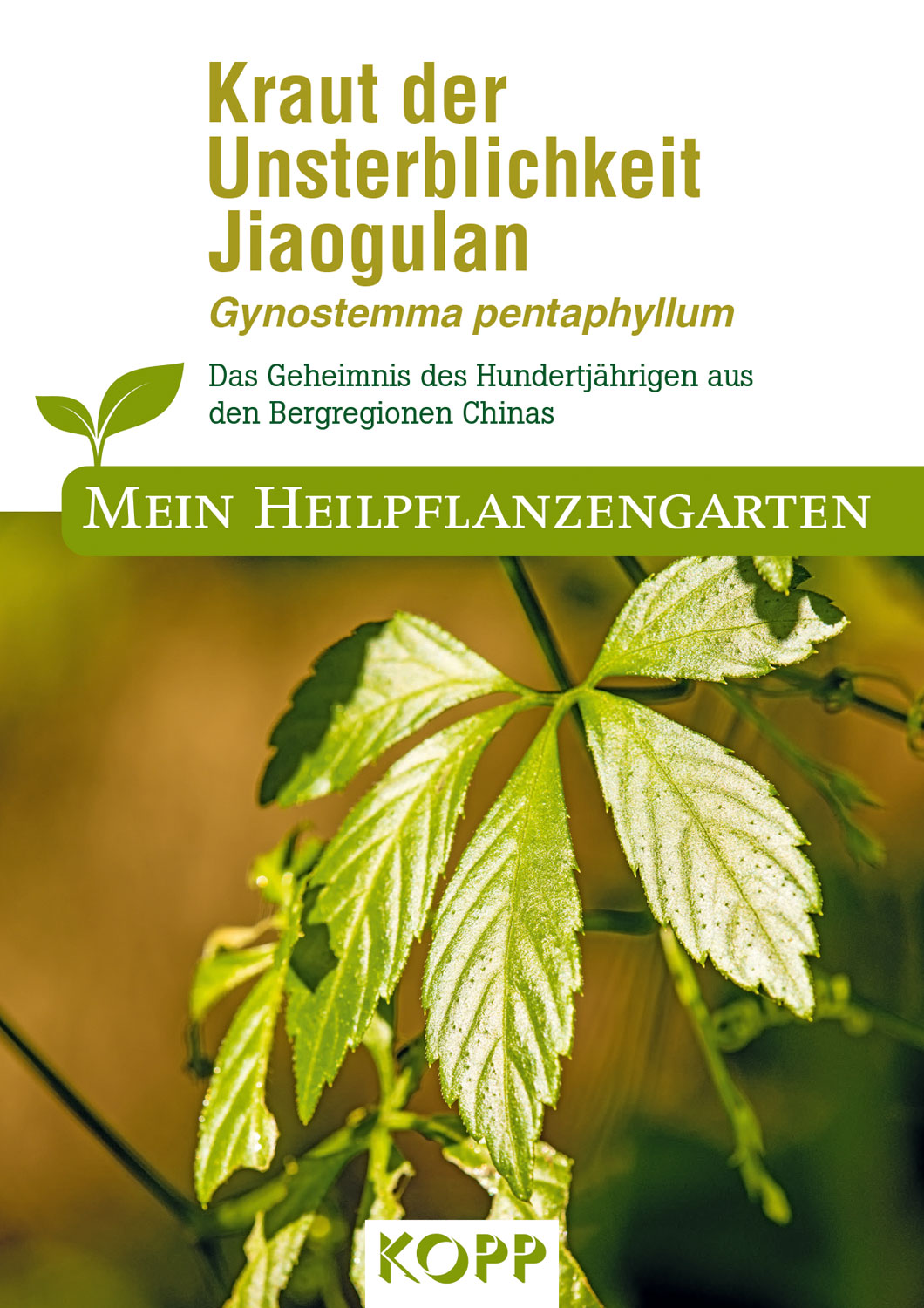 Kraut der Unsterblichkeit Jiaogulan Mein Heilpflanzengarten Saatgut