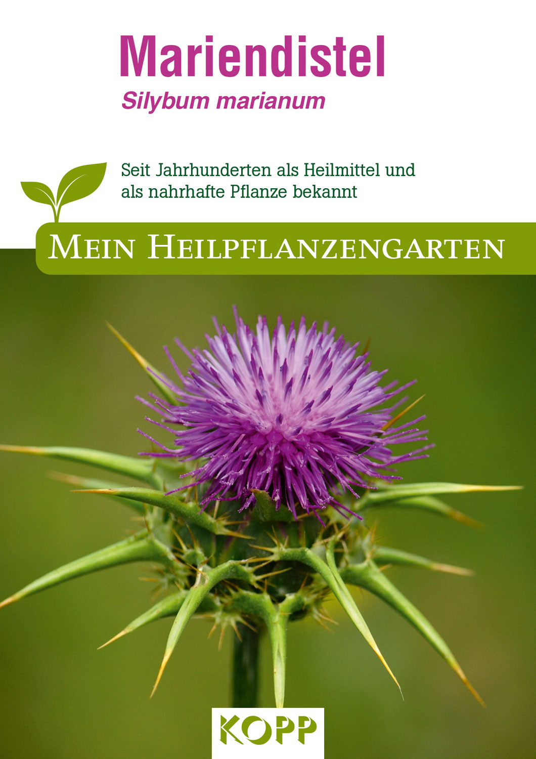 Mariendistel Mein Heilpflanzengarten Saatgut Haus & Garten Kopp