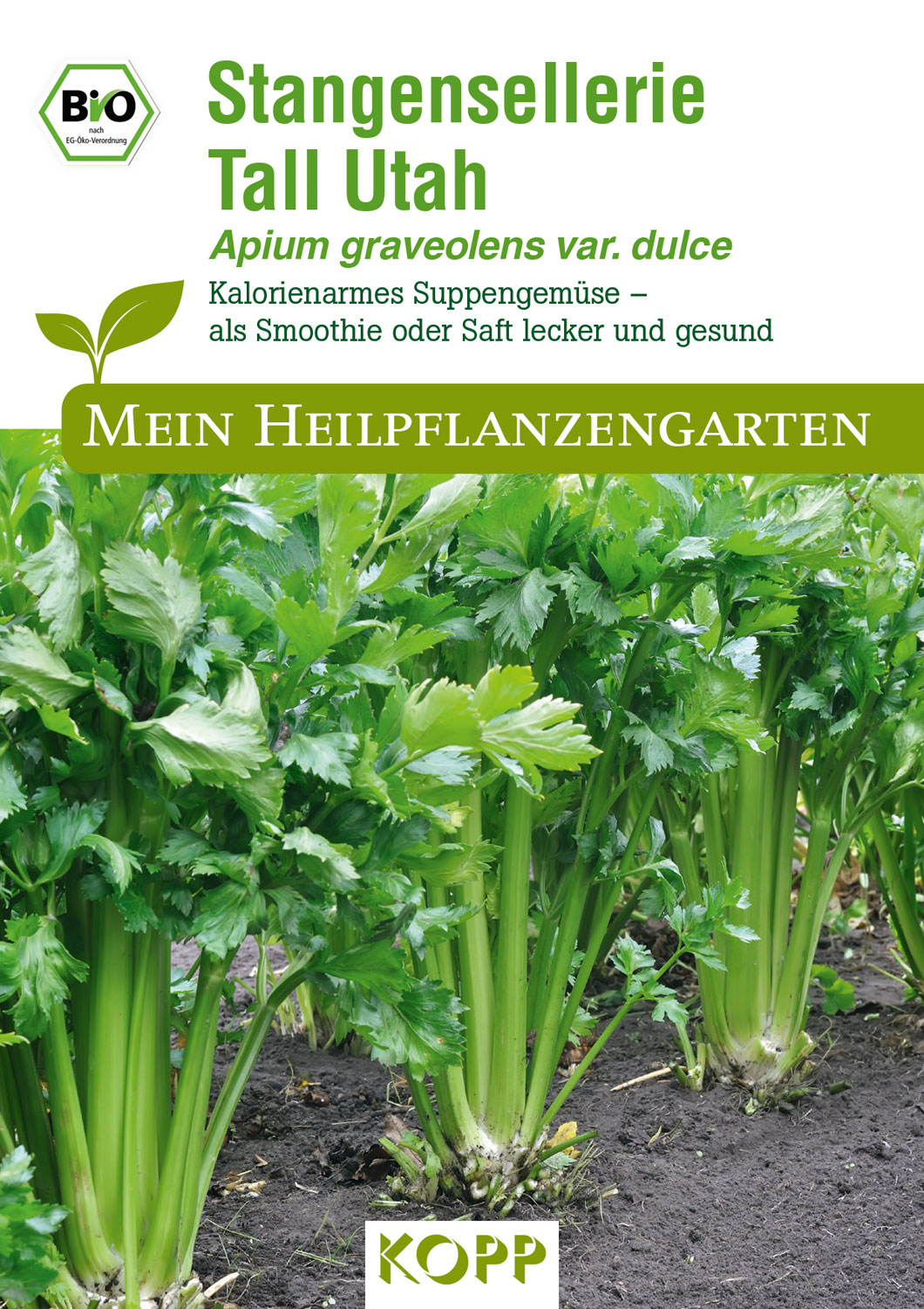 BIO Stangensellerie Tall Utah - Mein Heilpflanzengarten