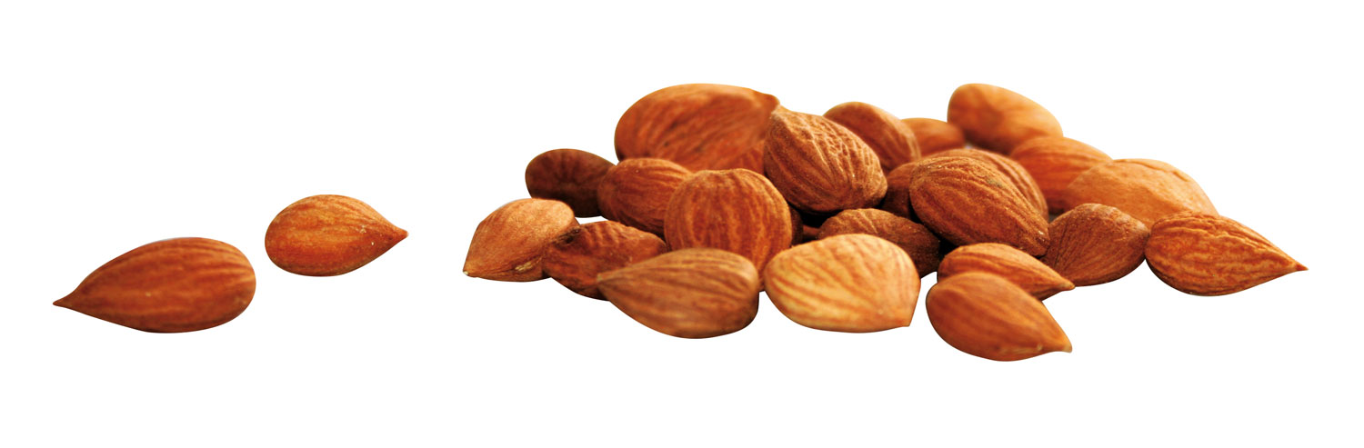 Bio-Aprikosenkerne bitter Saatgut02