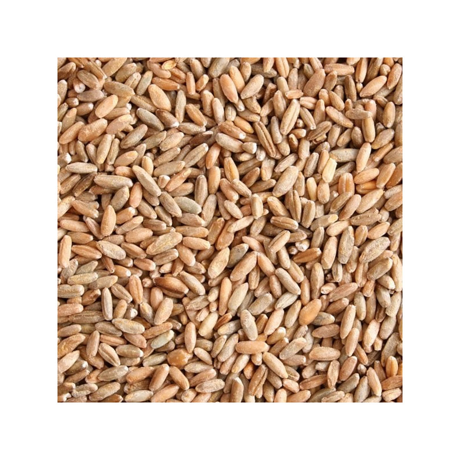 7,5 kg Bio-Roggen - keimfhig und unbehandelt03