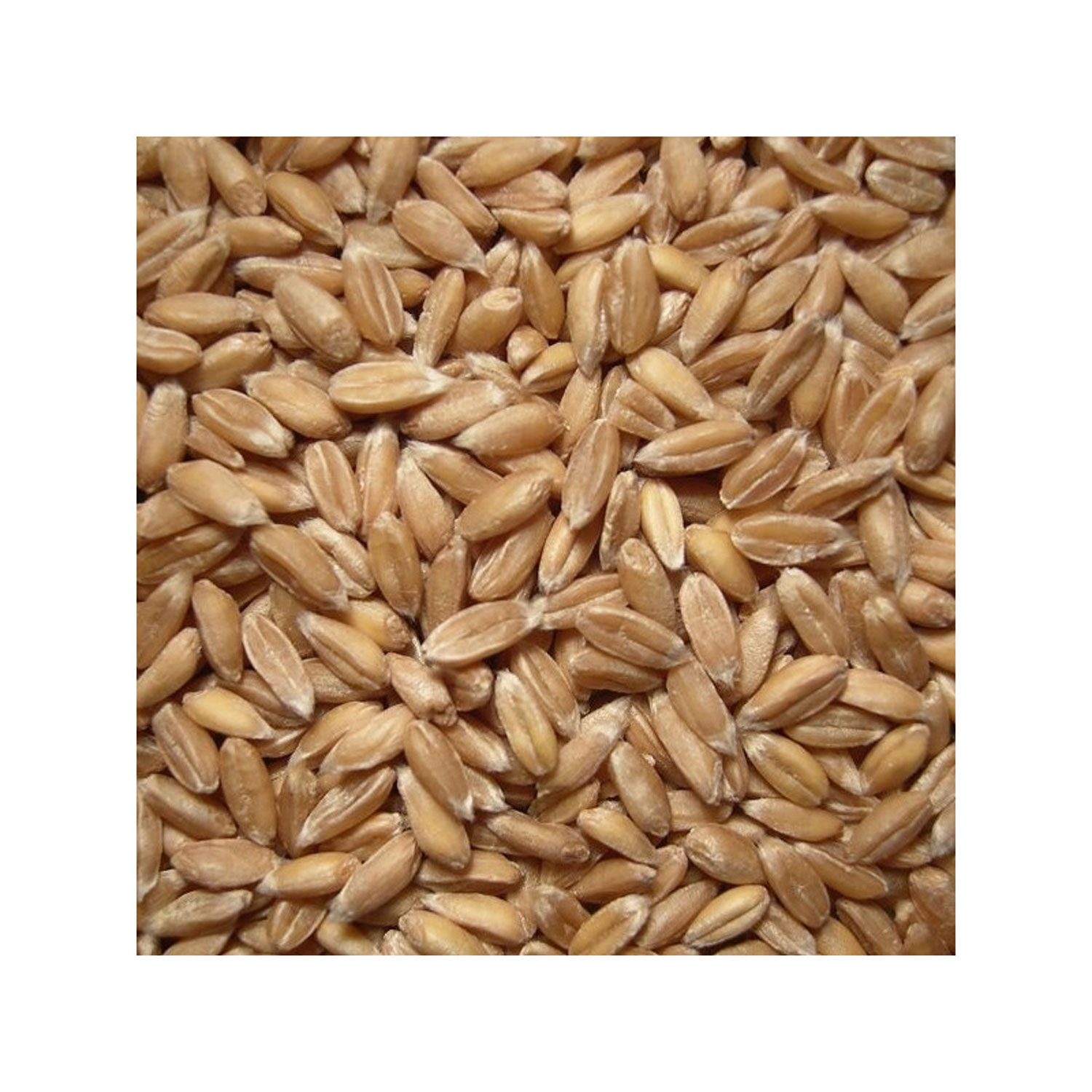 7,5 kg Bio Dinkel - keimfhig und unbehandelt03