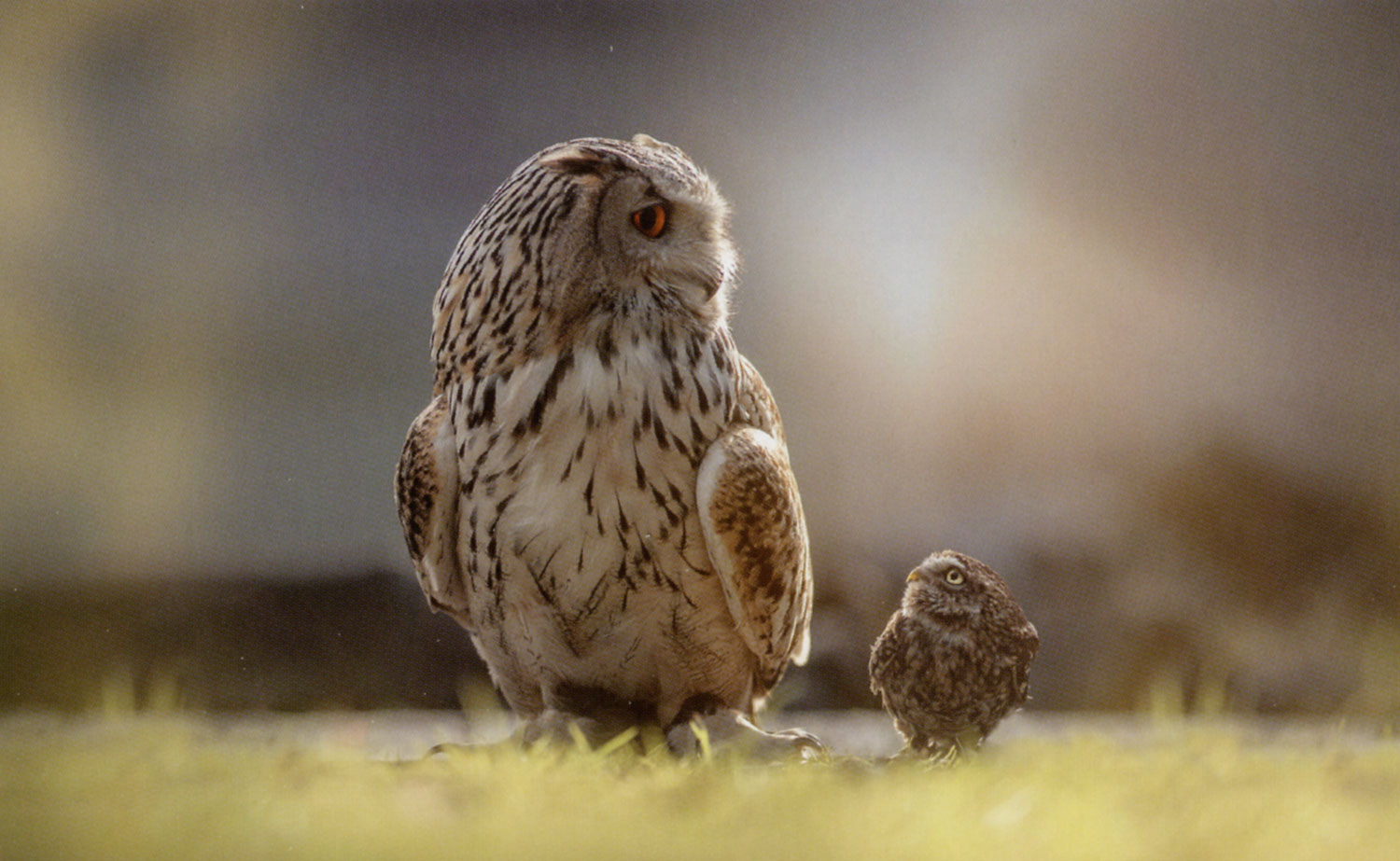 Liebe verfliegt nicht03
