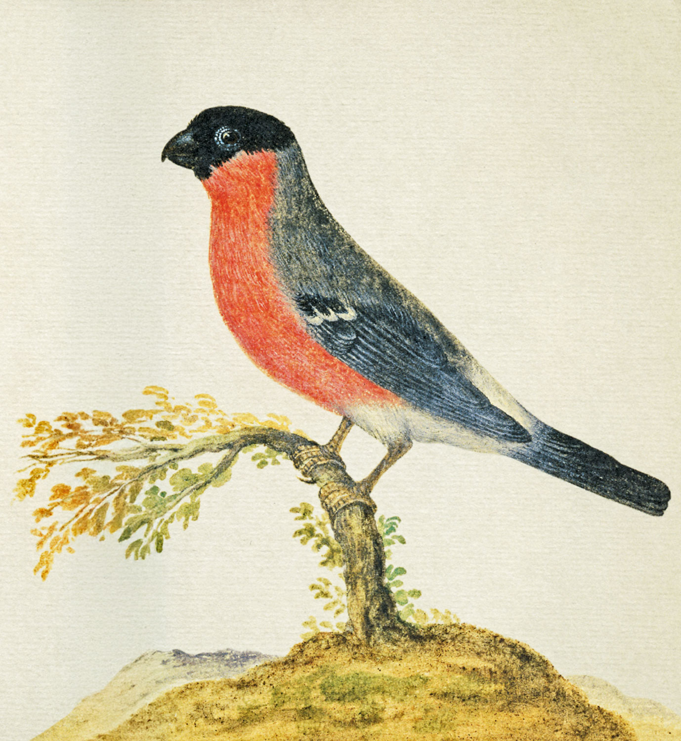 Pasta fr Nachtigallen01