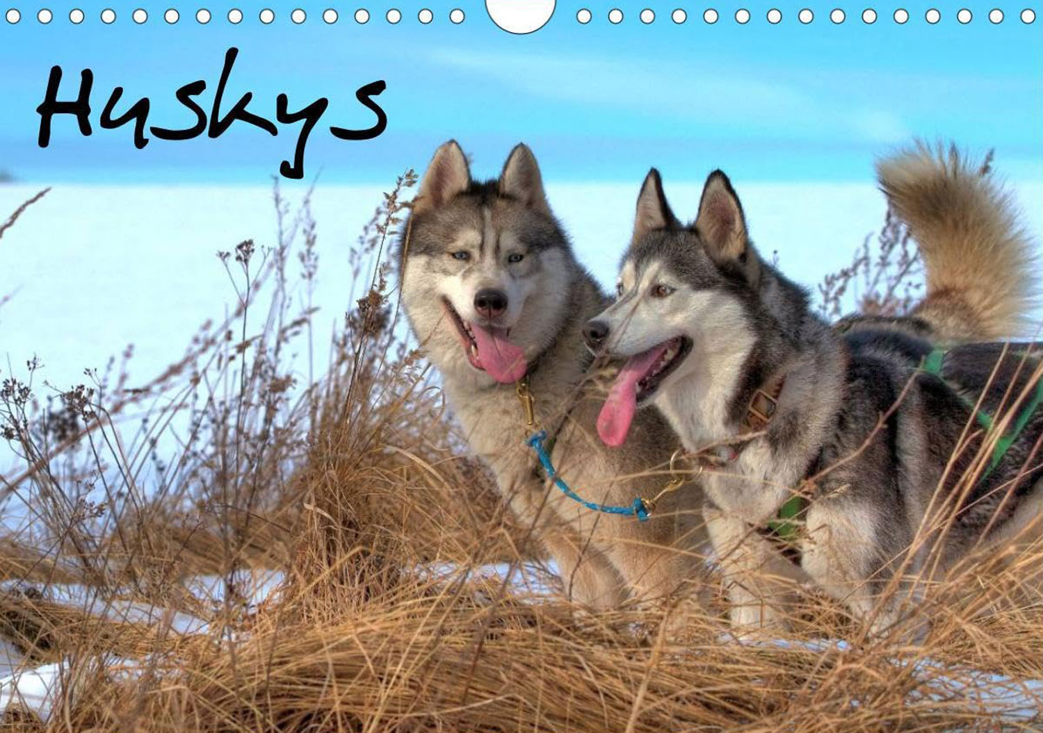 Huskys (Wandkalender 2025 DIN A4 quer), CALVENDO Monatskalender - Mngelartikel