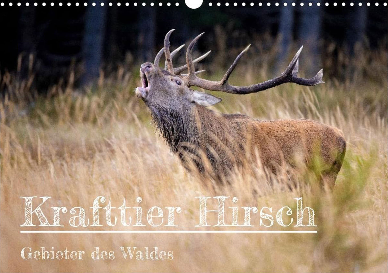 Krafttier Hirsch (Wandkalender 2025) - Mngelartikel