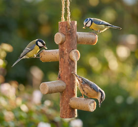 Starter-Set Futterast und 4 Meisenstangen mit Insekten_small