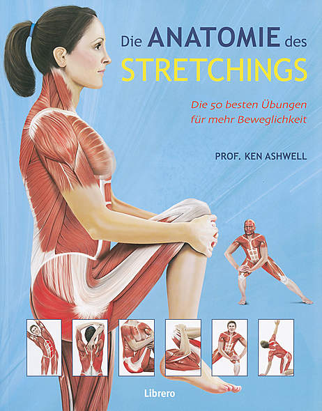 Die Anatomie des Stretchings