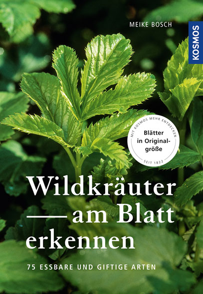 Wildkruter am Blatt erkennen