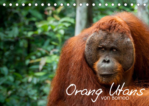 Orang Utans von Borneo Tierkalender 2023