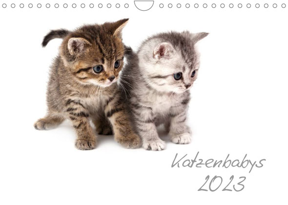 Katzenbabys (Wandkalender 2023 DIN A4 quer)