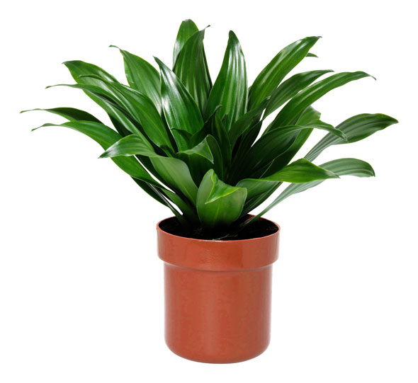 Blumentopfsafe02