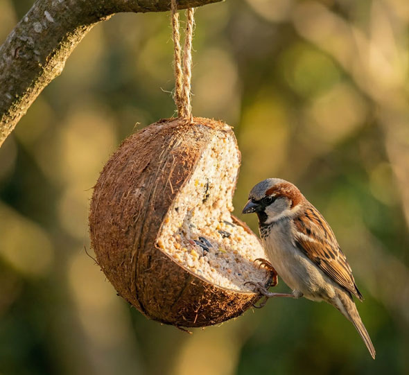 Wildvogelfutter in Kokosnuss mit Mehw�rmern