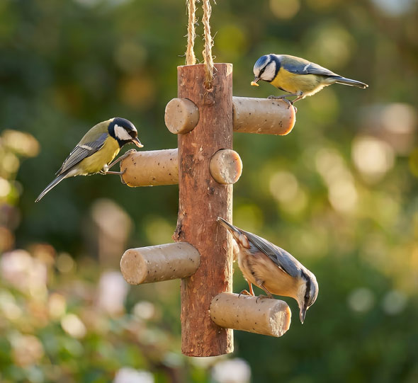 Starter-Set Futterast und 4 Meisenstangen mit Insekten